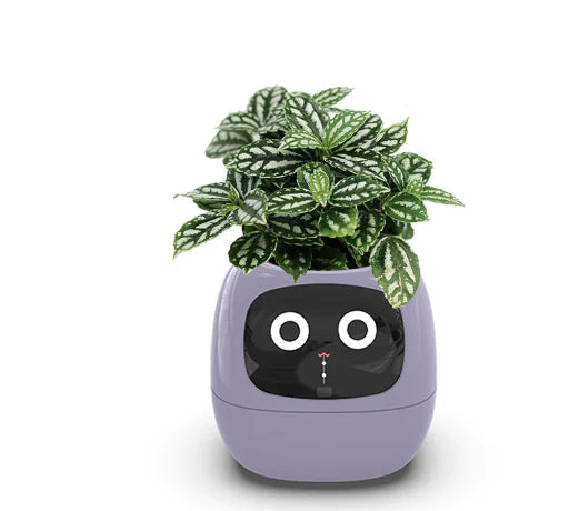 Smart Grow Planter with AI Expressions